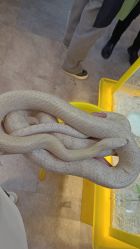 -神奇动物撸宠馆·羊驼·小浣熊·异宠(豫园店)