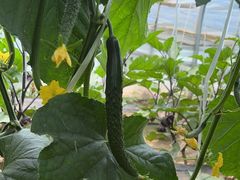 -庞各庄翠芳园西瓜蔬菜基地采摘园