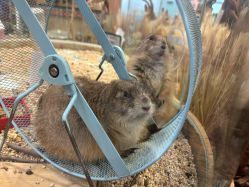 -卡通尼·Safari非洲探索乐园·生日会(金桥国际商业广场店)