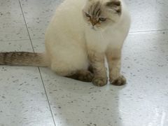 -喵园·猫主题咖啡厅·撸猫·猫咖(国贸店)