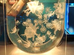 -上海海昌海洋公园