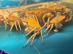 -1718海鲜姿造(苏宁宴请臻选店)
