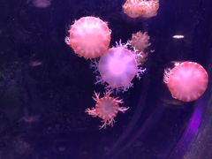 -临沂极地海洋王国