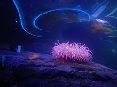 -瑞普利水族馆