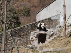 -卧龙中华大熊猫苑神树坪基地