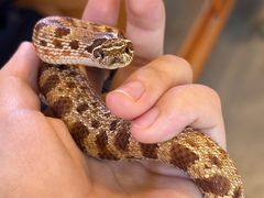 -吉丁鸟咖·异宠·寄养