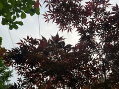-南山植物园