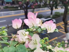 -厦门大学附属中山医院(本部)