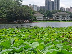 -荔湾湖公园