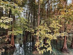 -桤木河湿地公园