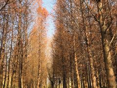 -溱湖国家湿地公园