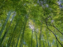 -秋霞圃
