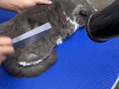 -PETKIT小佩宠物·低压洗护(国顺东路店)