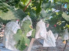 -马陆小张葡萄园农家乐