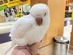 -帕帕拉兹宠物(亚洲旗舰店)