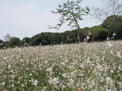 -松山湖梦幻百花洲