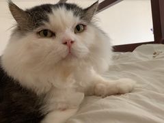 -喜多萌中农锦绣动物医院24H·猫科·牙科MRI·CT