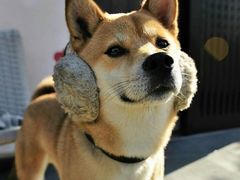 -翊宠yipet猫狗购宠庄园犬舍•猫舍