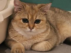 -飞行喵MR PILOT|猫舍·猫咖(静安大融城店)