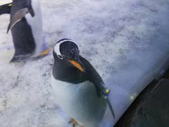 -芜湖新华联大白鲸海洋公园