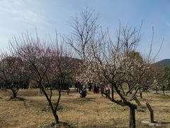 -香雪海