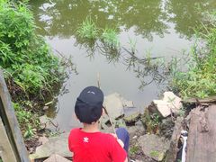 -南汇新场正宗水蜜桃采摘