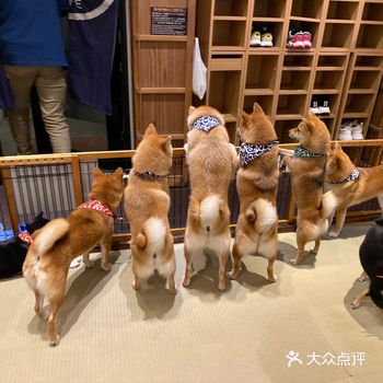 原宿逗狗 可惜柴犬并不甩姐