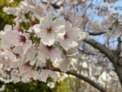 -高东镇樱花园