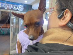 -瑞派·关忠动物医院·猫专科·犬专科(三环新城店)
