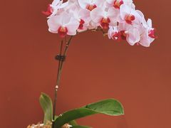 -二酉书店TOYOU BOOKS