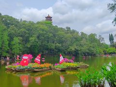 -深圳仙湖植物园