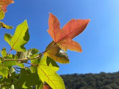 -广州市石门国家森林公园