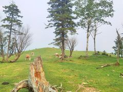 -老秃顶草原景区