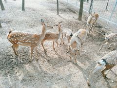 -大连铭湖国际观光牧场