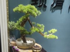 -深蓝盲人推拿·颈肩腰腿疼痛·艾灸调理(清河店)
