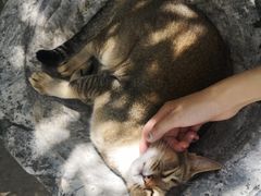 -喵屿·大理花园猫咖