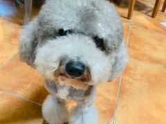 -more than meow吴止猫主题餐厅(承德 中船汇店)