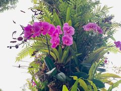 -深圳仙湖植物园