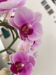 -Dr.林醫生产后修复·配方产康店(南京大厂店)