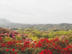 -贵州百里杜鹃风景名胜区
