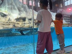 -帝企鹅自助餐厅•儿童岛•真企鹅(长隆企鹅酒店)