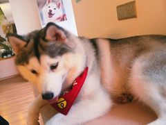 -Husky Go! 哈士奇体验馆·宠物咖啡厅狗咖