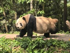 -中国大熊猫保护研究中心雅安碧峰峡基地