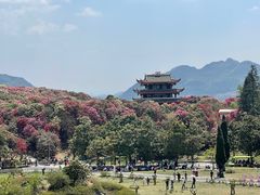 -贵州百里杜鹃风景名胜区