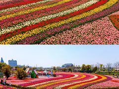-荷兰花海