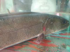 -新疆风味冷水鱼庄(友谊峰路店)