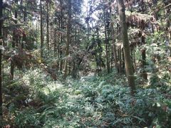 -象山森林公园
