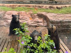 -海南热带野生动植物园