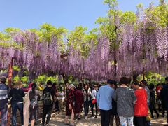 -嘉定紫藤园