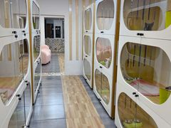 -青奢宠物·青奢猫舍